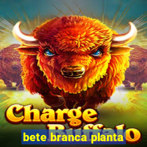 bete branca planta